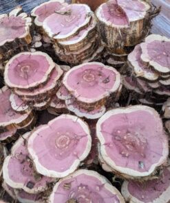 Lát Tuyết Tùng đỏ (3)